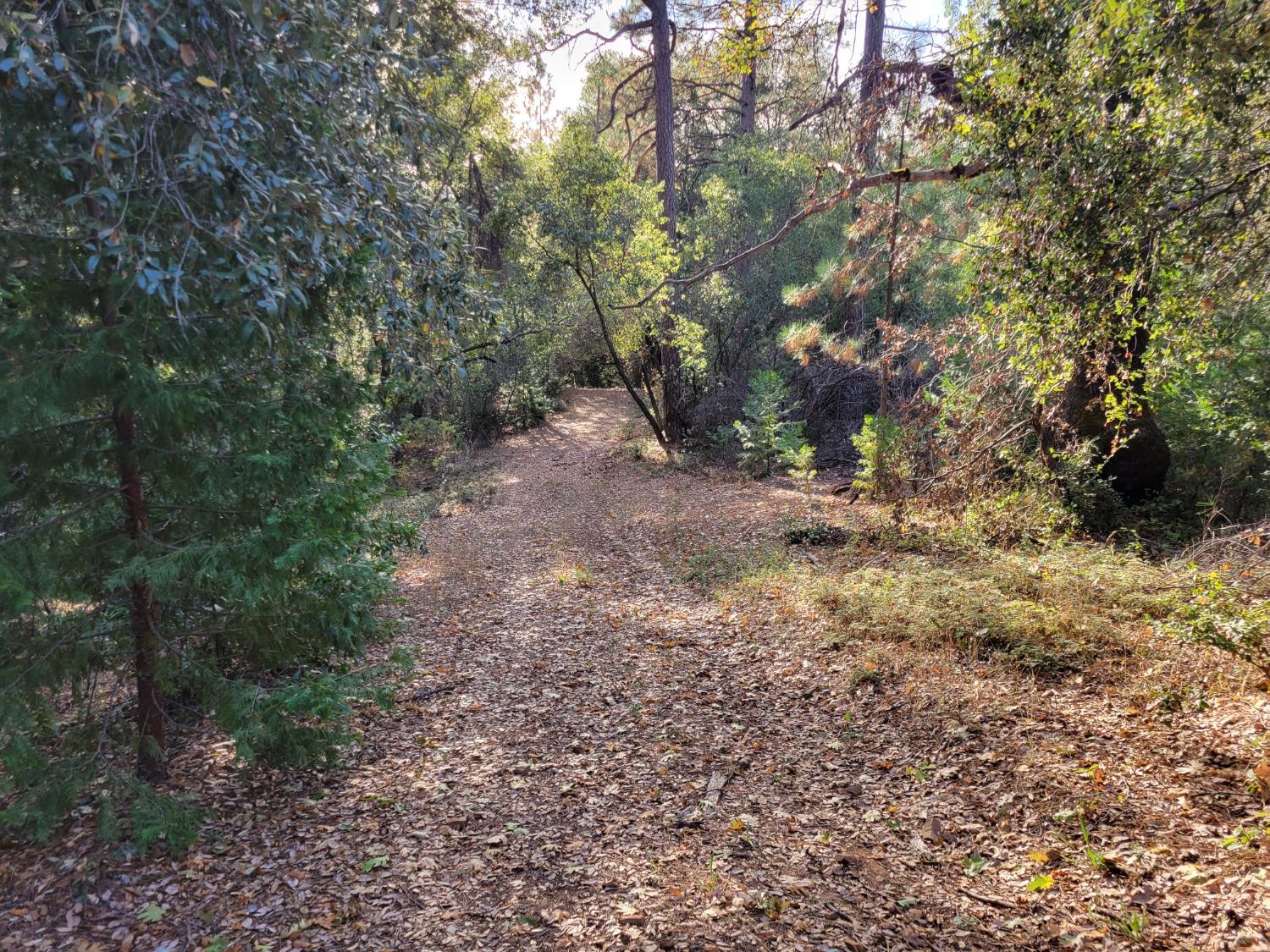 Railroad Flat Road, Wilseyville, California image 21