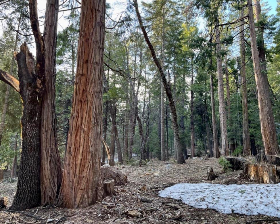 Sierra Parkway, Camp Connell, California image 4