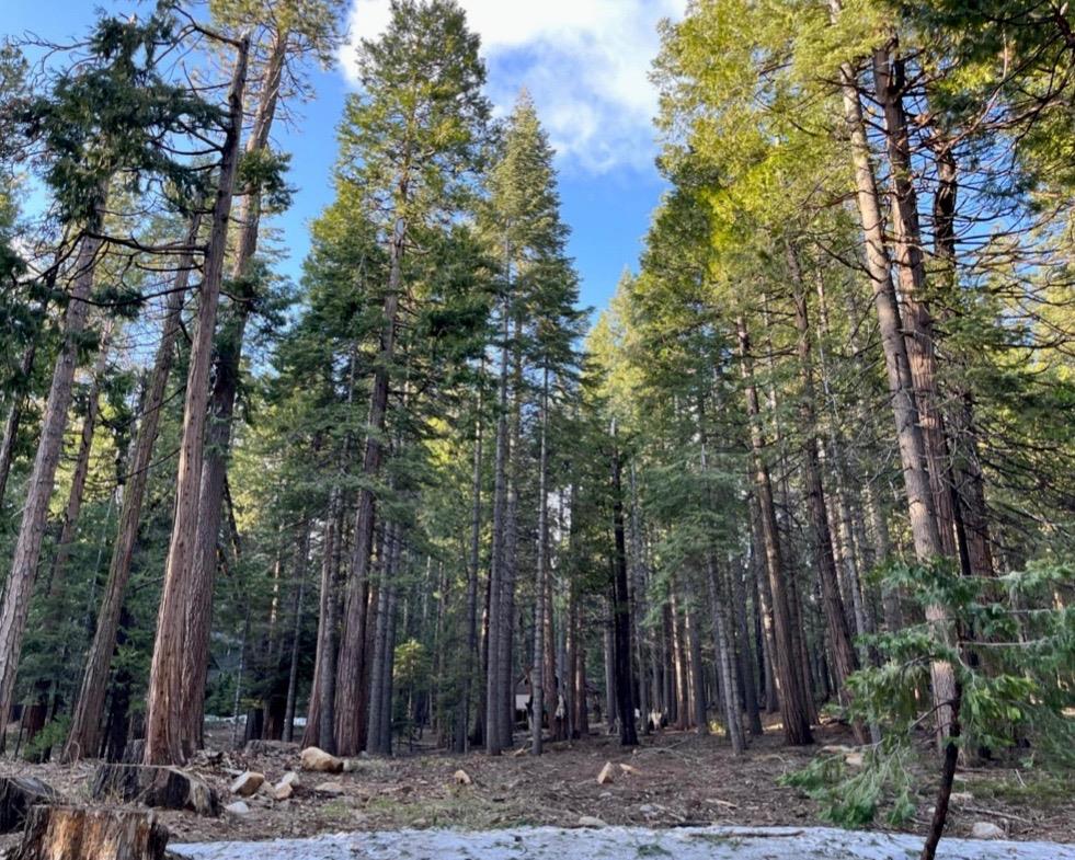 Sierra Parkway, Camp Connell, California image 3