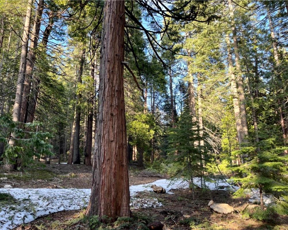 Sierra Parkway, Camp Connell, California image 2