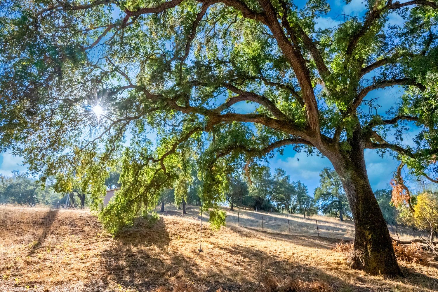 Lombardi Drive, Mokelumne Hill, California image 4