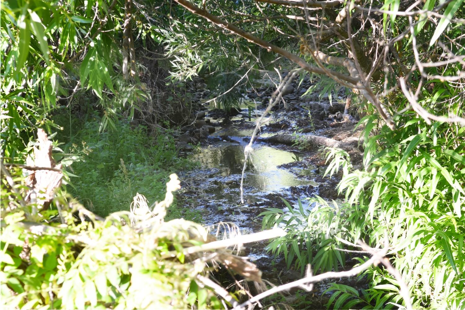 Owens Creek Road, Catheys Valley, California image 30