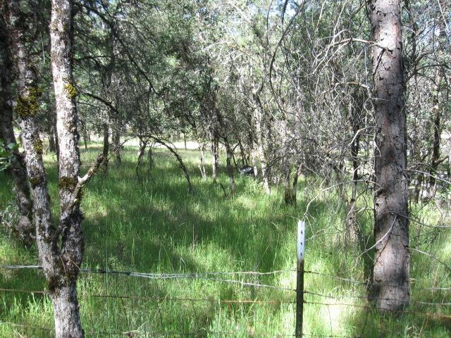 Detail Gallery Image 11 of 39 For 10828 Maranatha Pl, Grass Valley,  CA 95949 - – Beds | – Baths