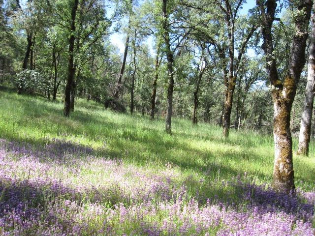 Detail Gallery Image 7 of 39 For 10828 Maranatha Pl, Grass Valley,  CA 95949 - – Beds | – Baths