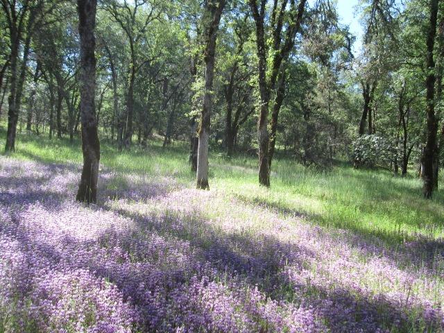 Detail Gallery Image 6 of 39 For 10828 Maranatha Pl, Grass Valley,  CA 95949 - – Beds | – Baths