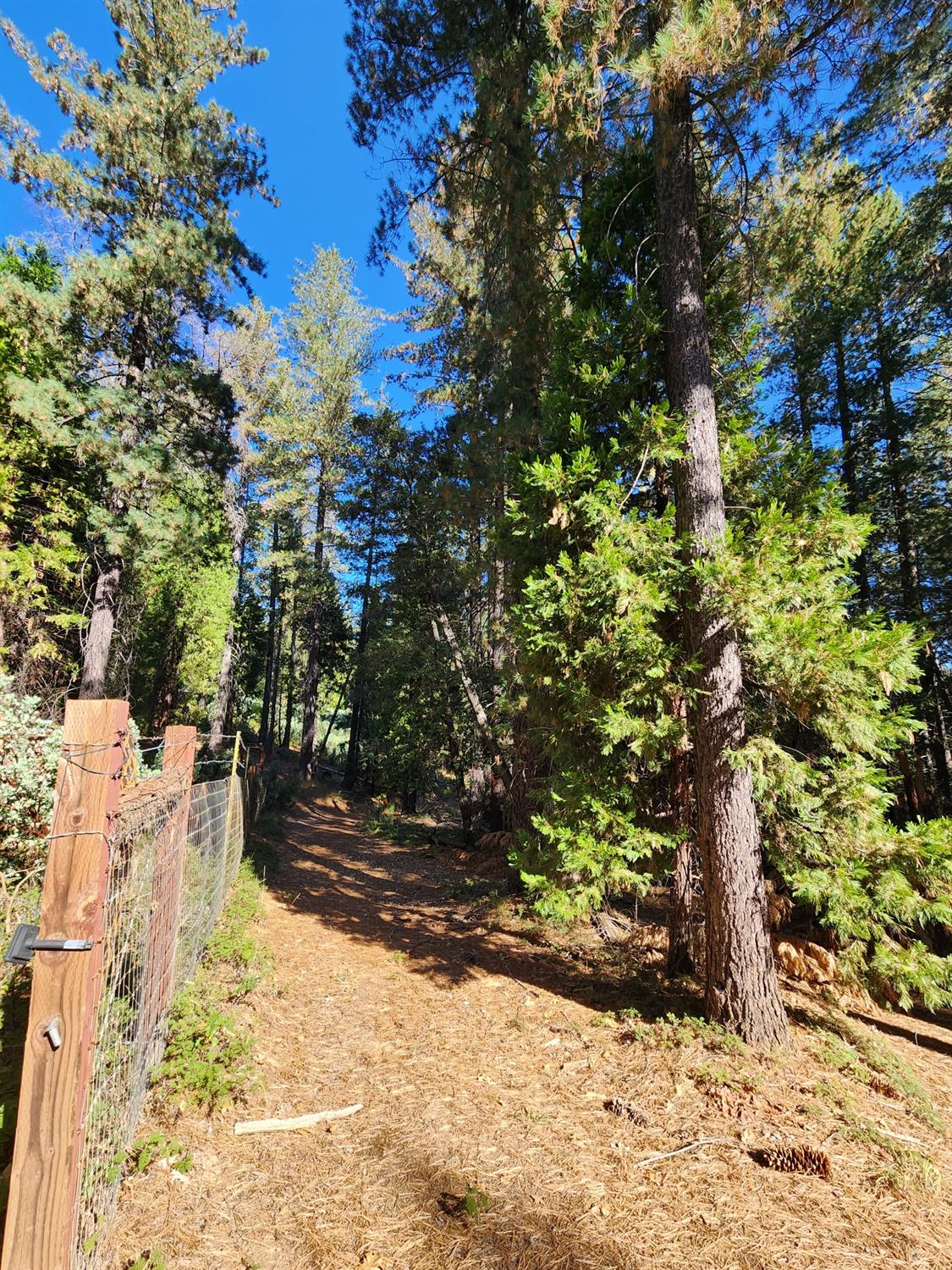 Top Of Shoemaker, Georgetown, California image 33