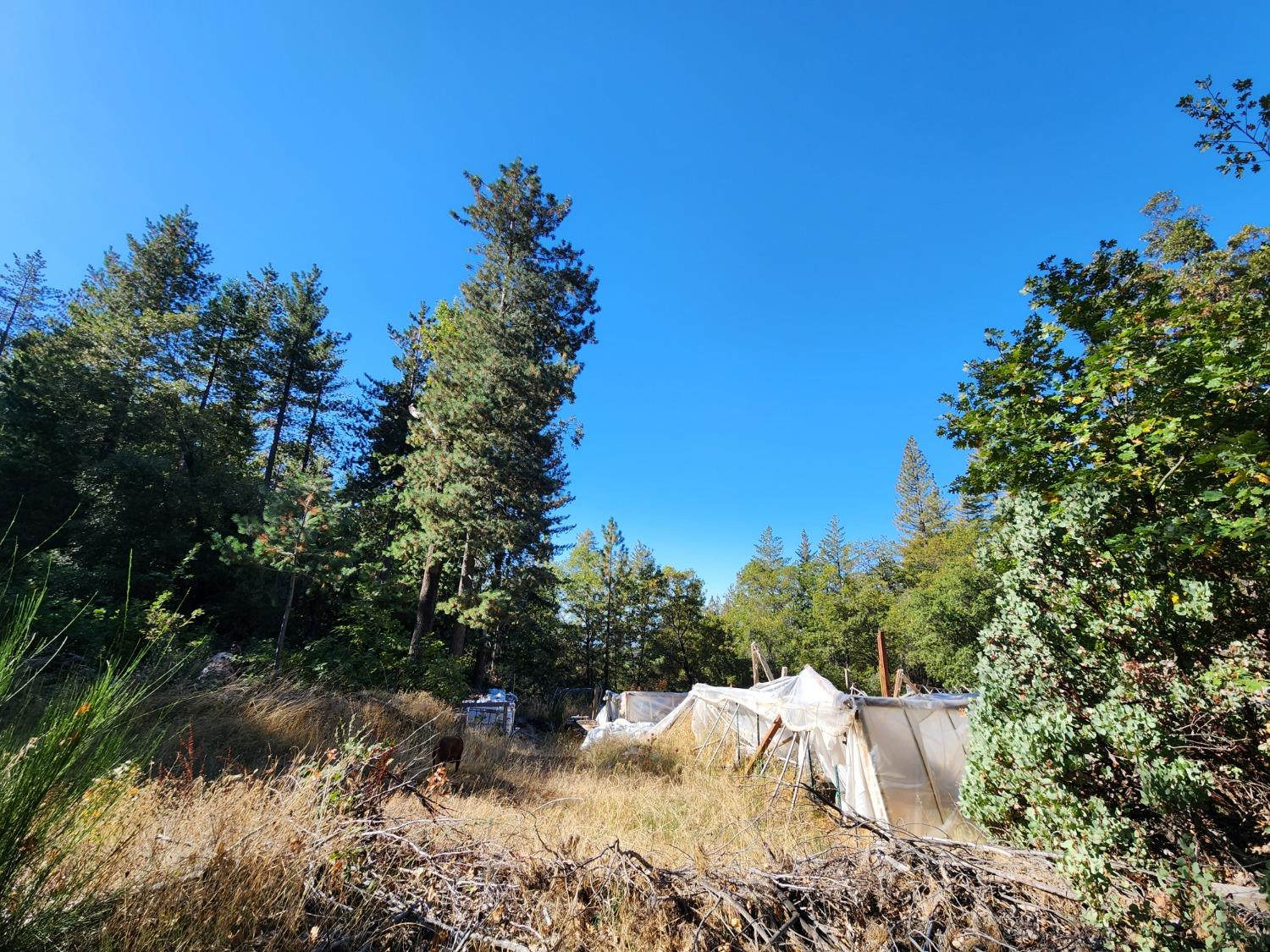 Top Of Shoemaker, Georgetown, California image 35