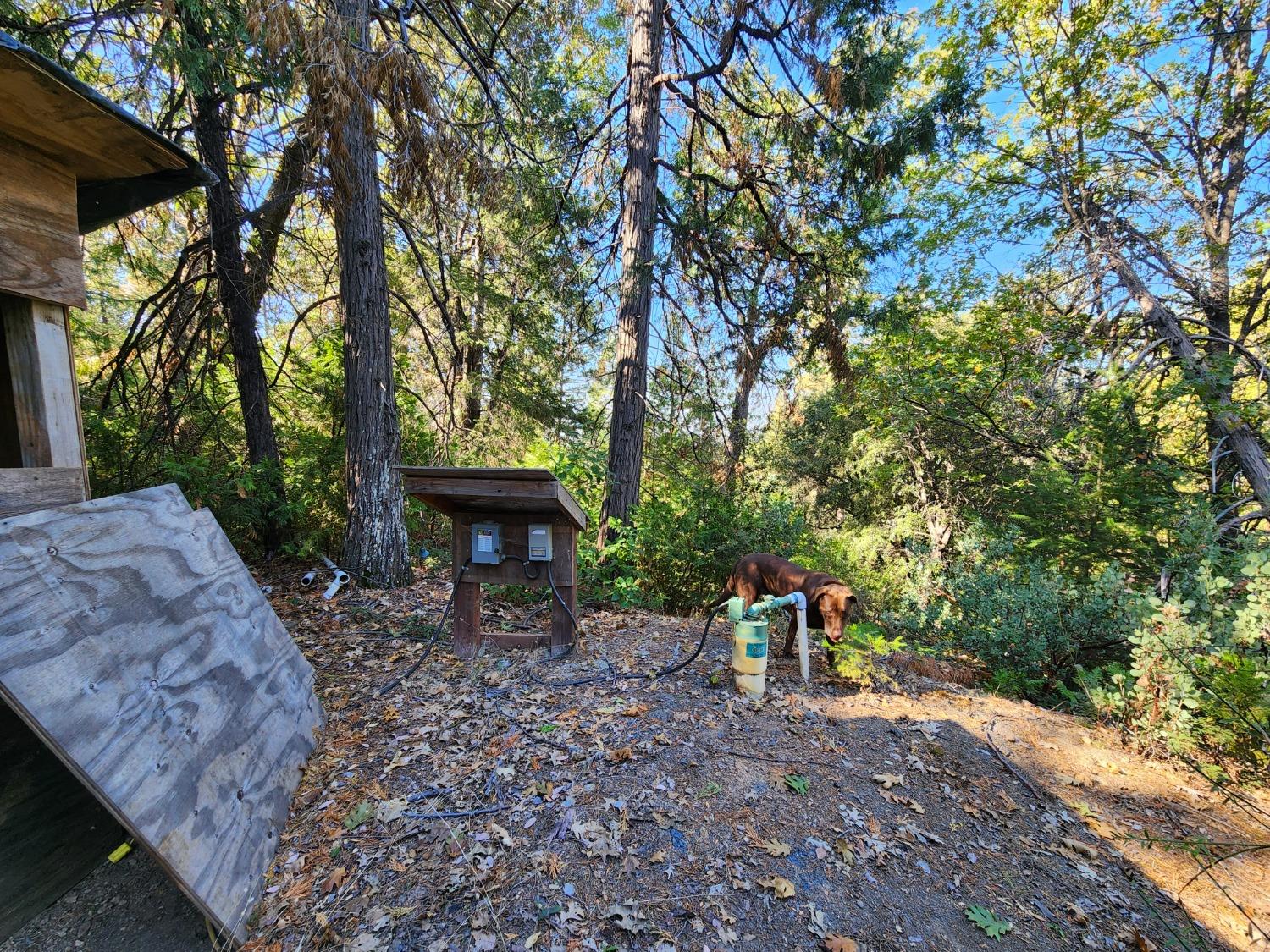 Top Of Shoemaker, Georgetown, California image 40