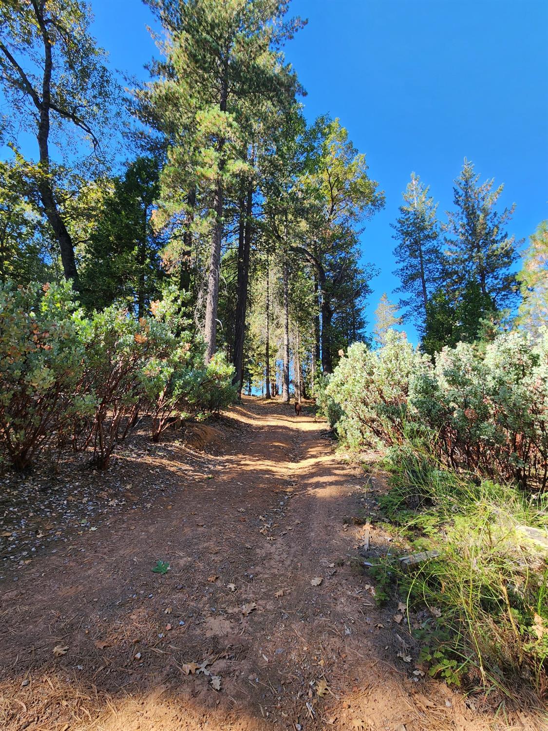 Top Of Shoemaker, Georgetown, California image 32