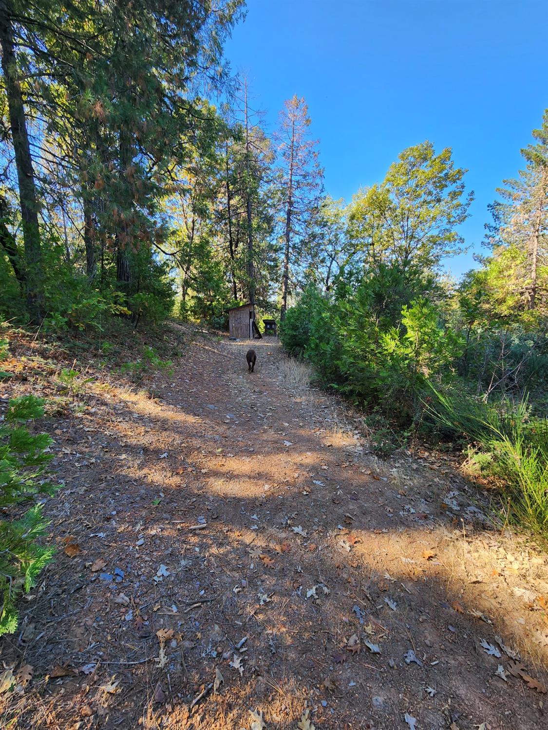 Top Of Shoemaker, Georgetown, California image 39