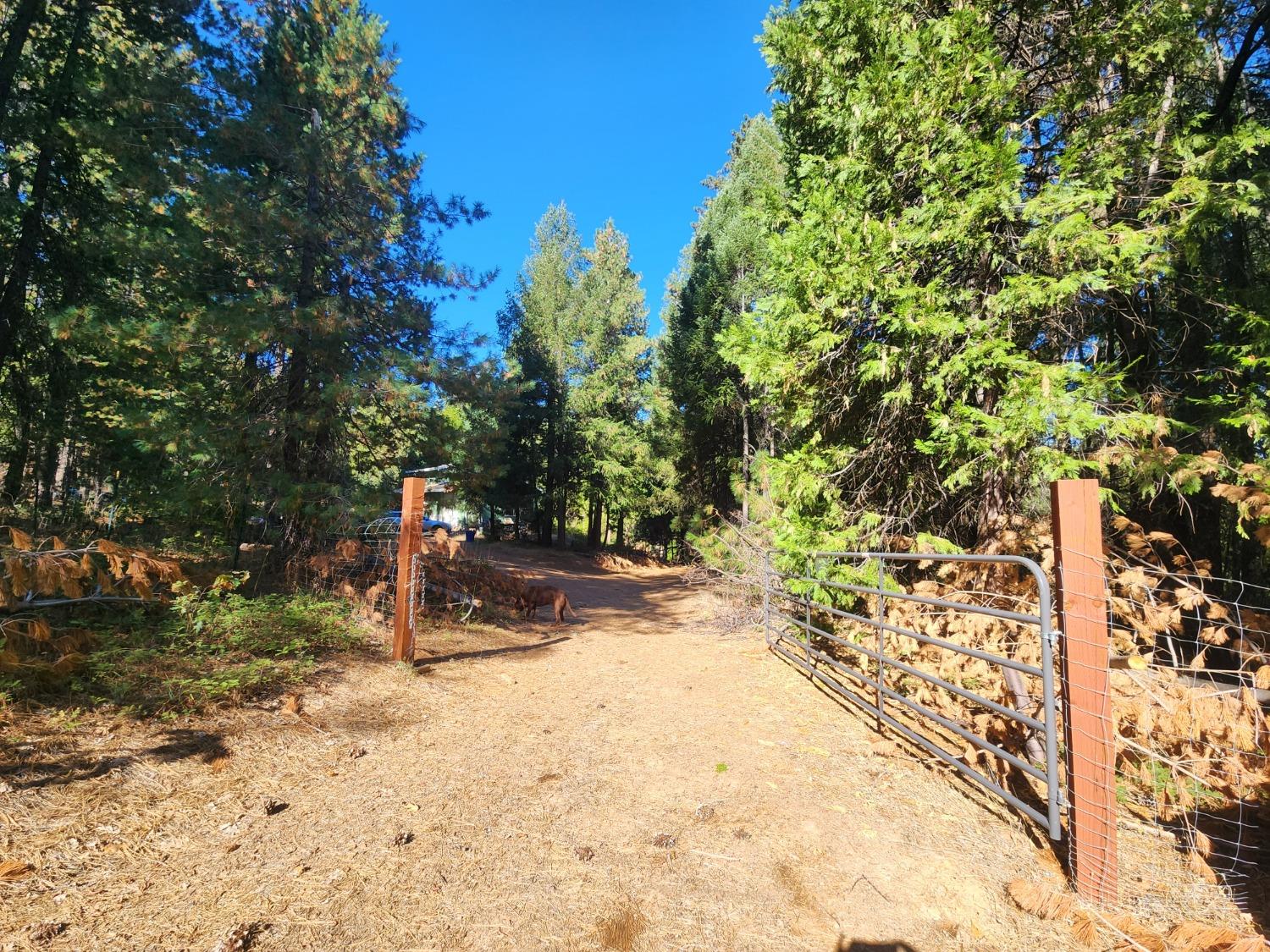 Top Of Shoemaker, Georgetown, California image 9