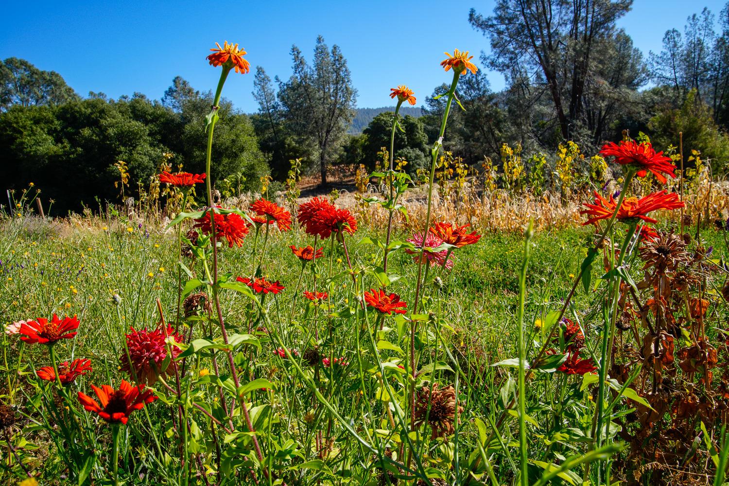 La Porte Road, Rackerby, California image 25