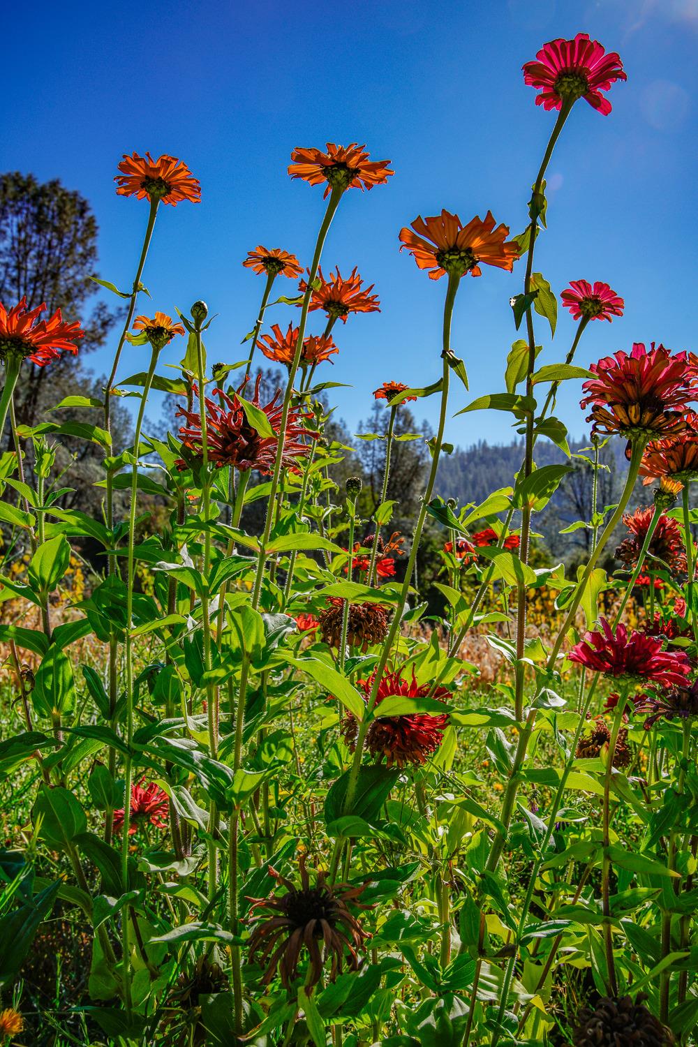 La Porte Road, Rackerby, California image 49