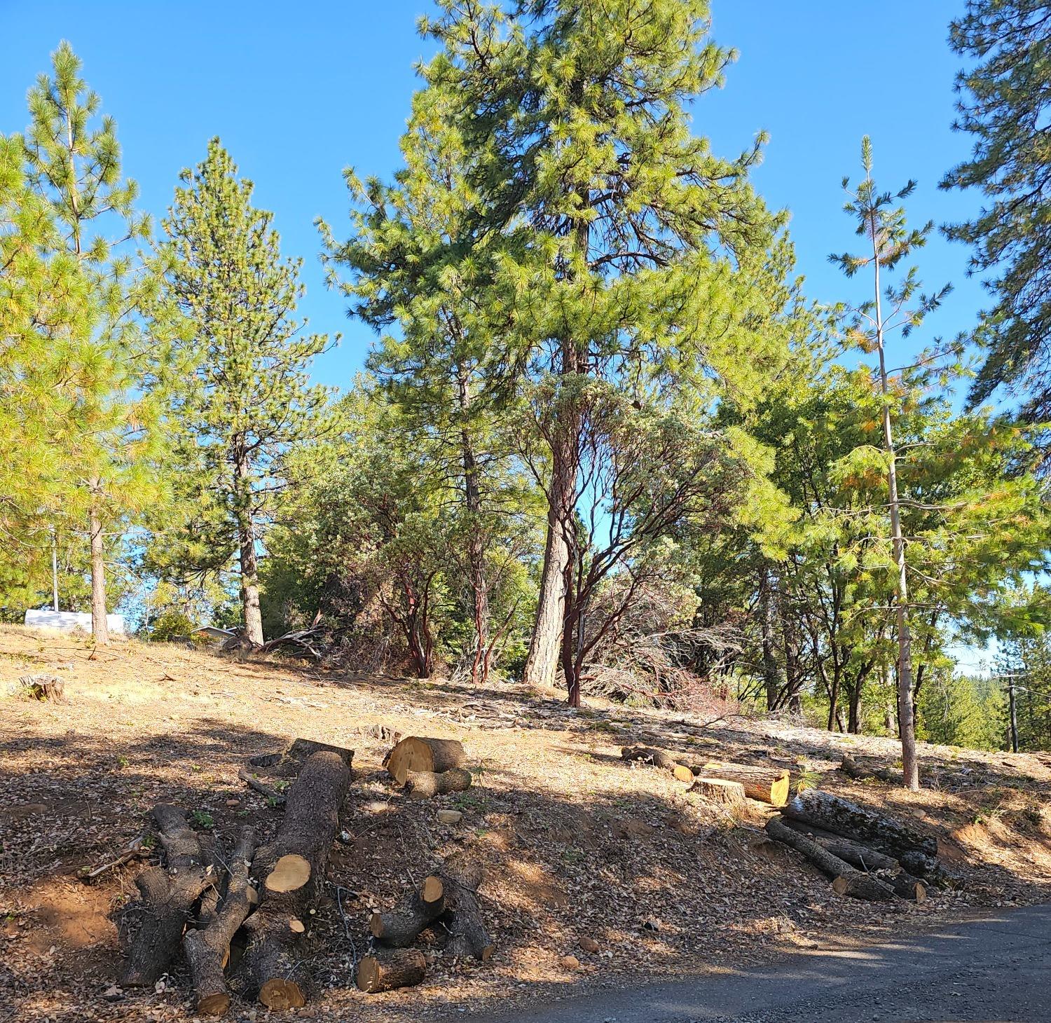 Meadowlark, Placerville, California image 2