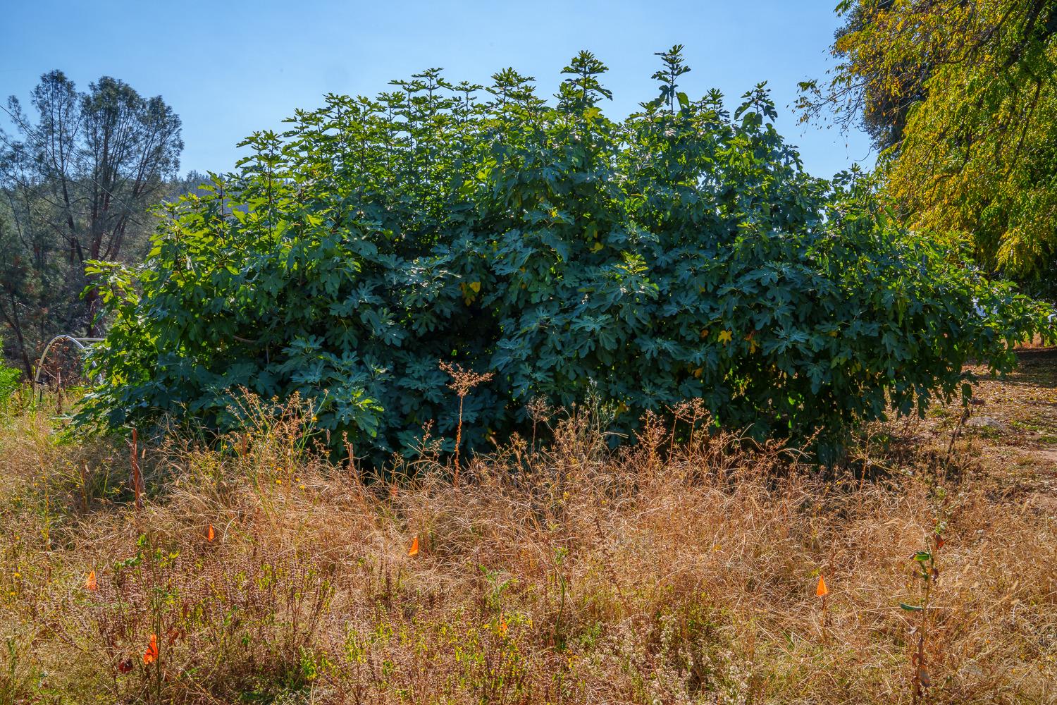 La Porte Road, Rackerby, California image 39