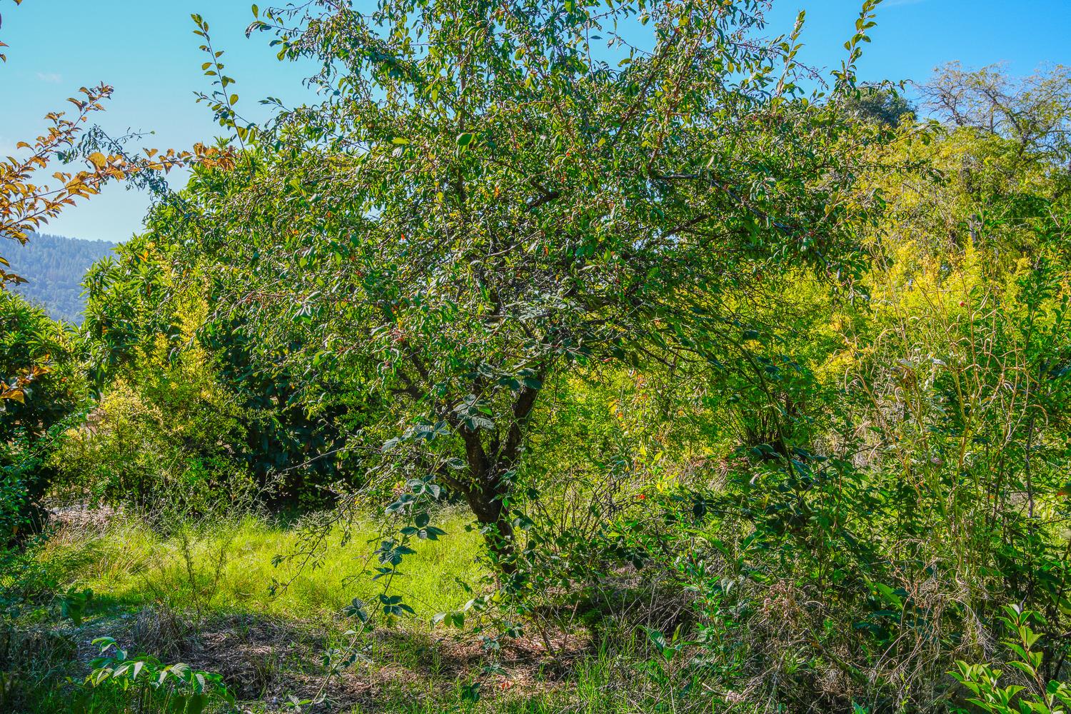 La Porte Road, Rackerby, California image 30