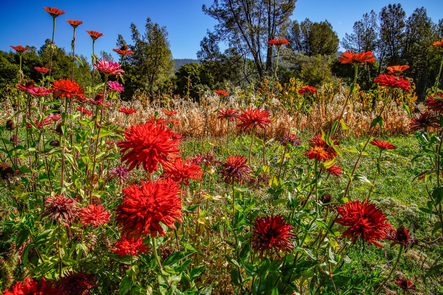 La Porte Road, Rackerby, California image 2