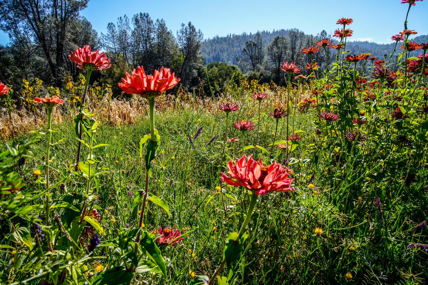 La Porte Road, Rackerby, California image 45