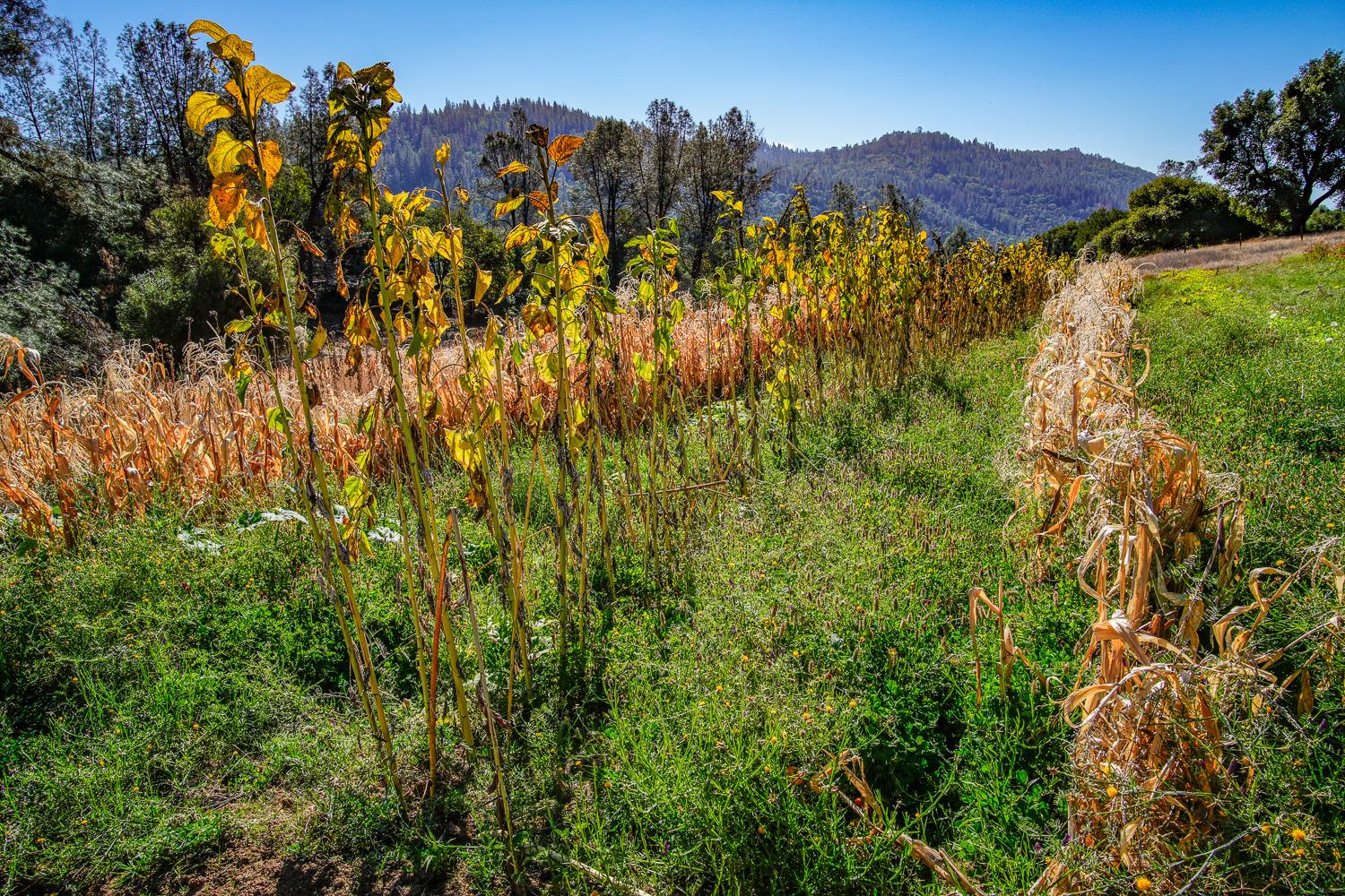 La Porte Road, Rackerby, California image 20