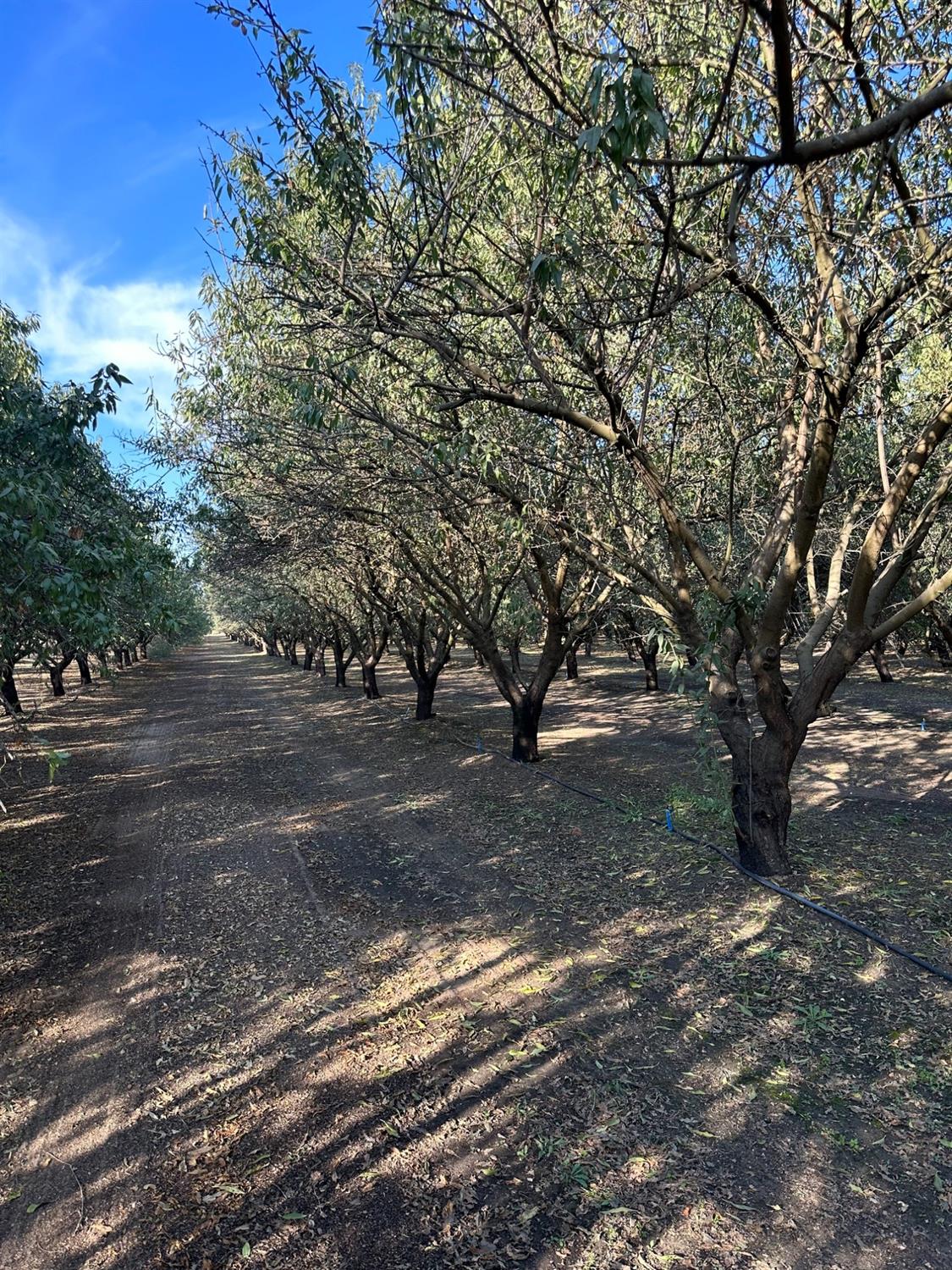 Steinberg Road, Atwater, California image 6