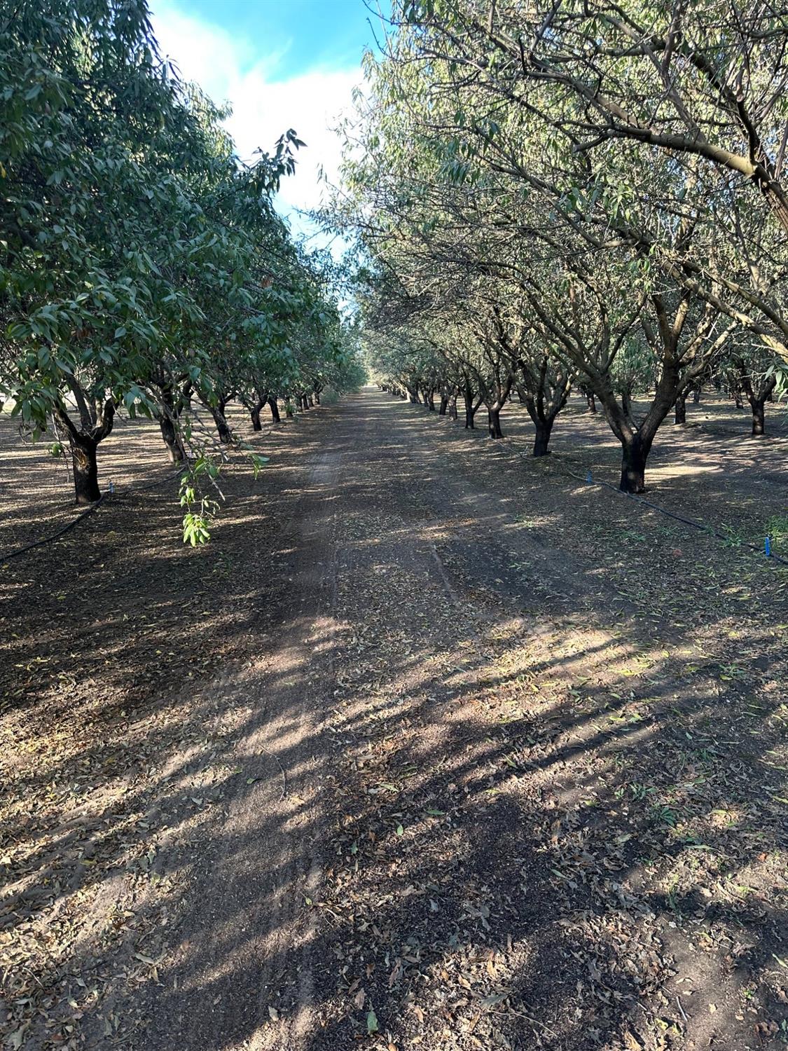 Steinberg Road, Atwater, California image 5