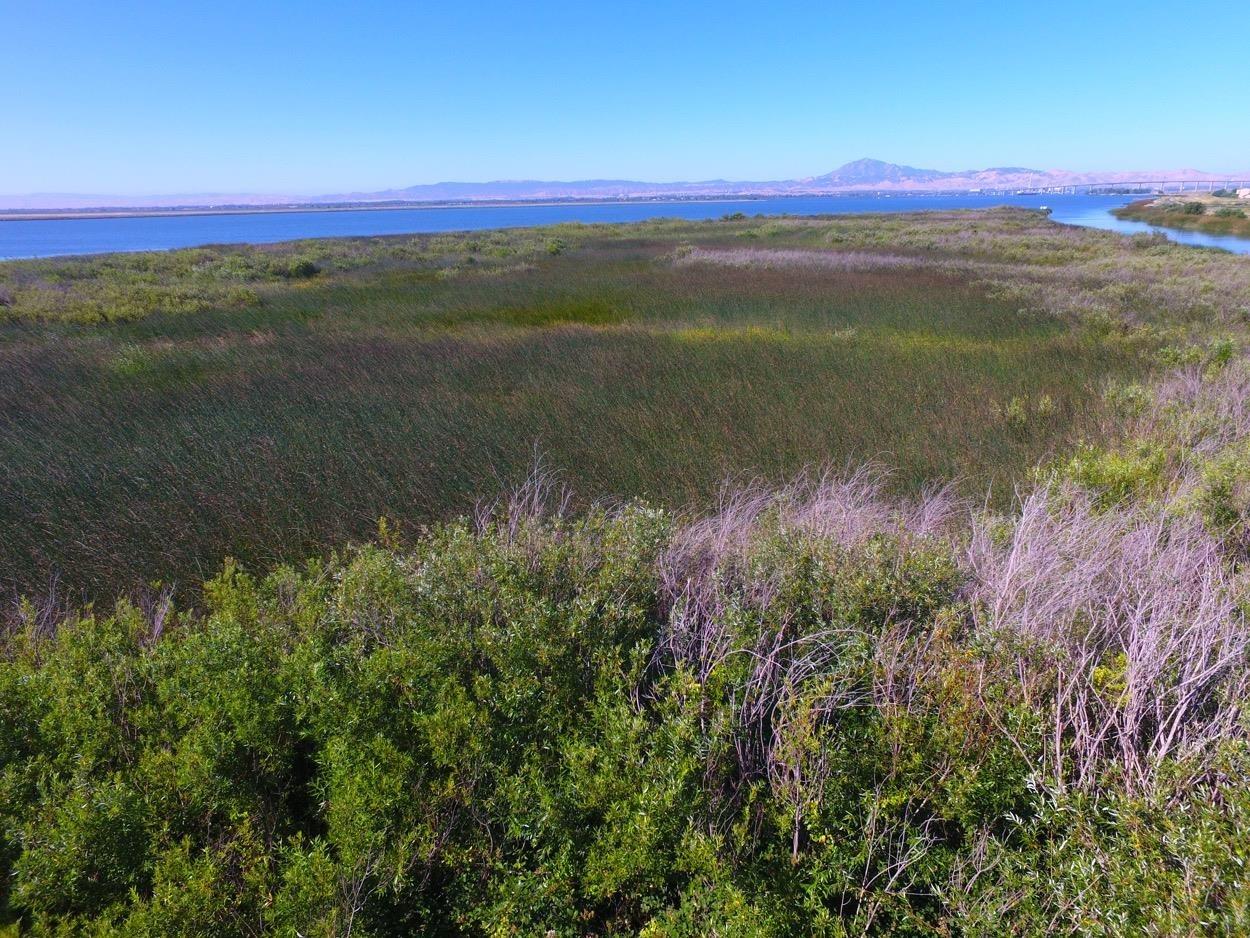 Sherman Island East Levee Rd, Rio Vista, California image 12