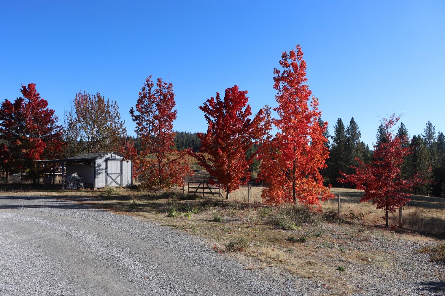 Apple Vista Lane, Camino, California image 9