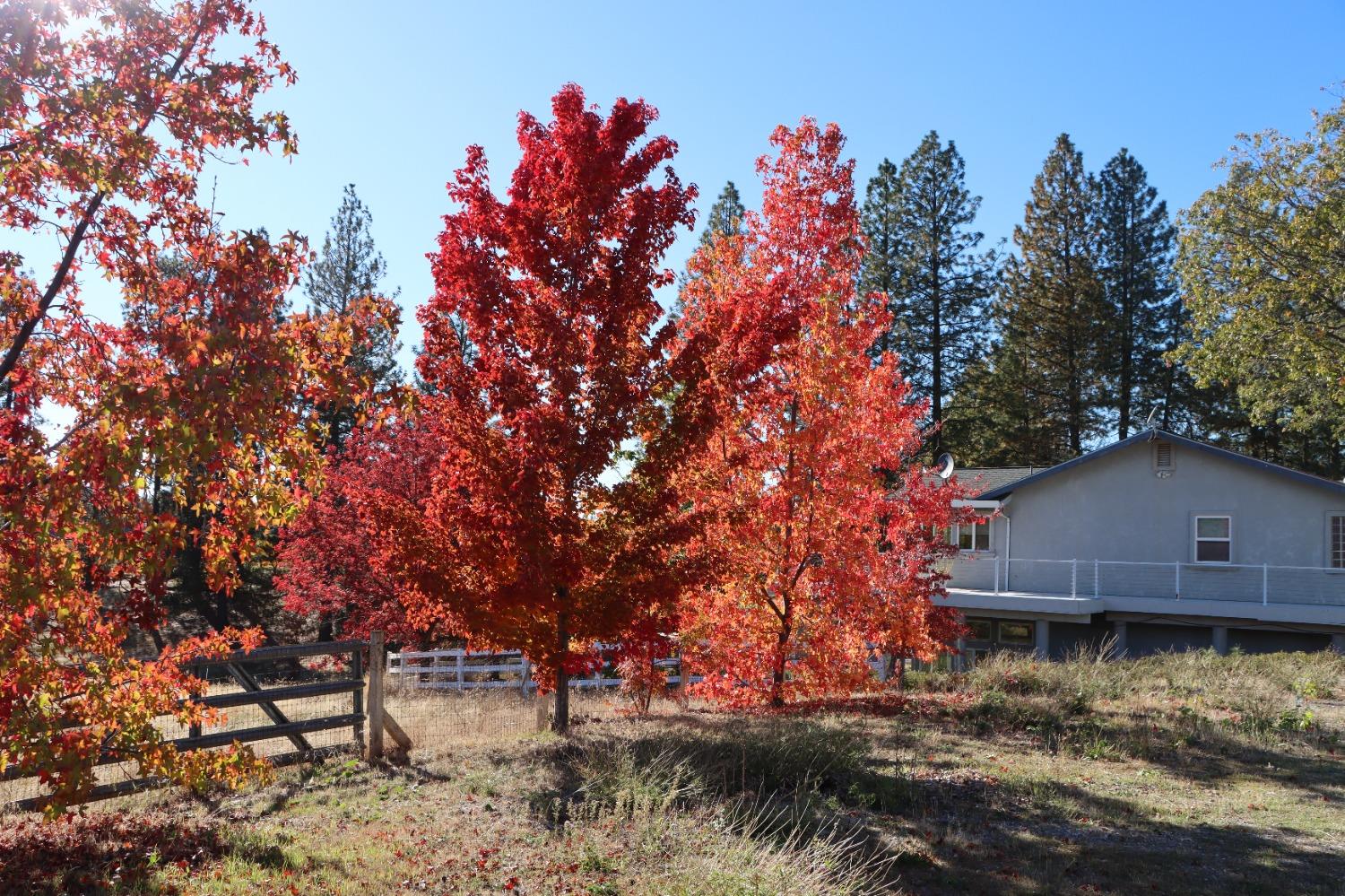 Apple Vista Lane, Camino, California image 8