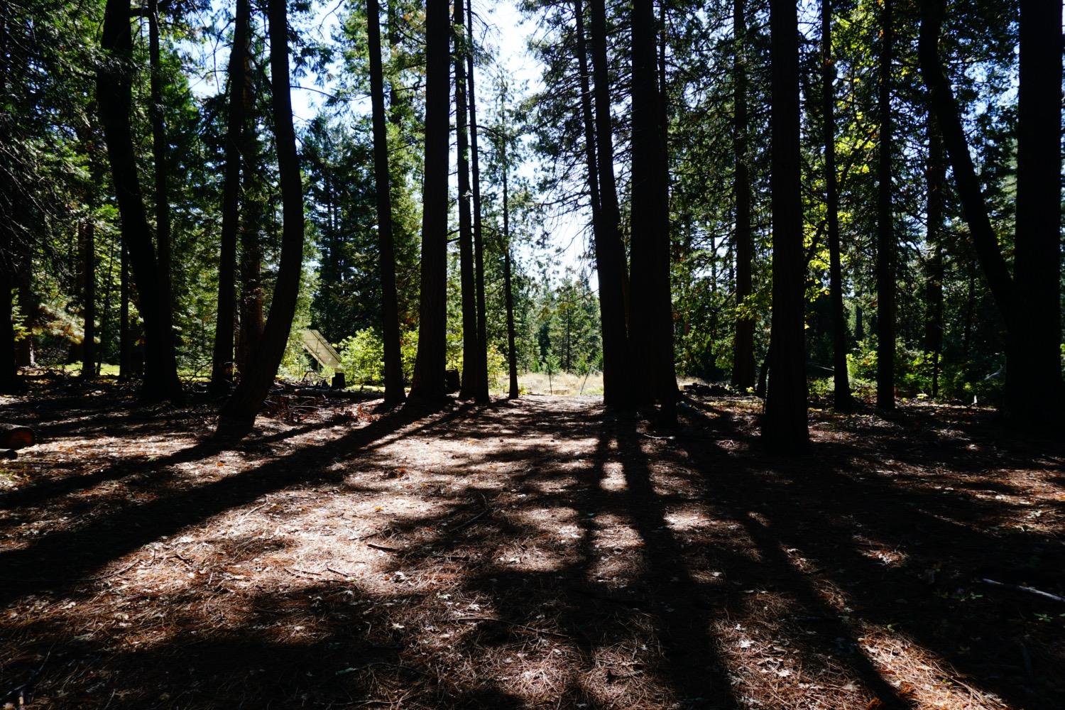 Lightning Tree Road, Nevada City, California image 3