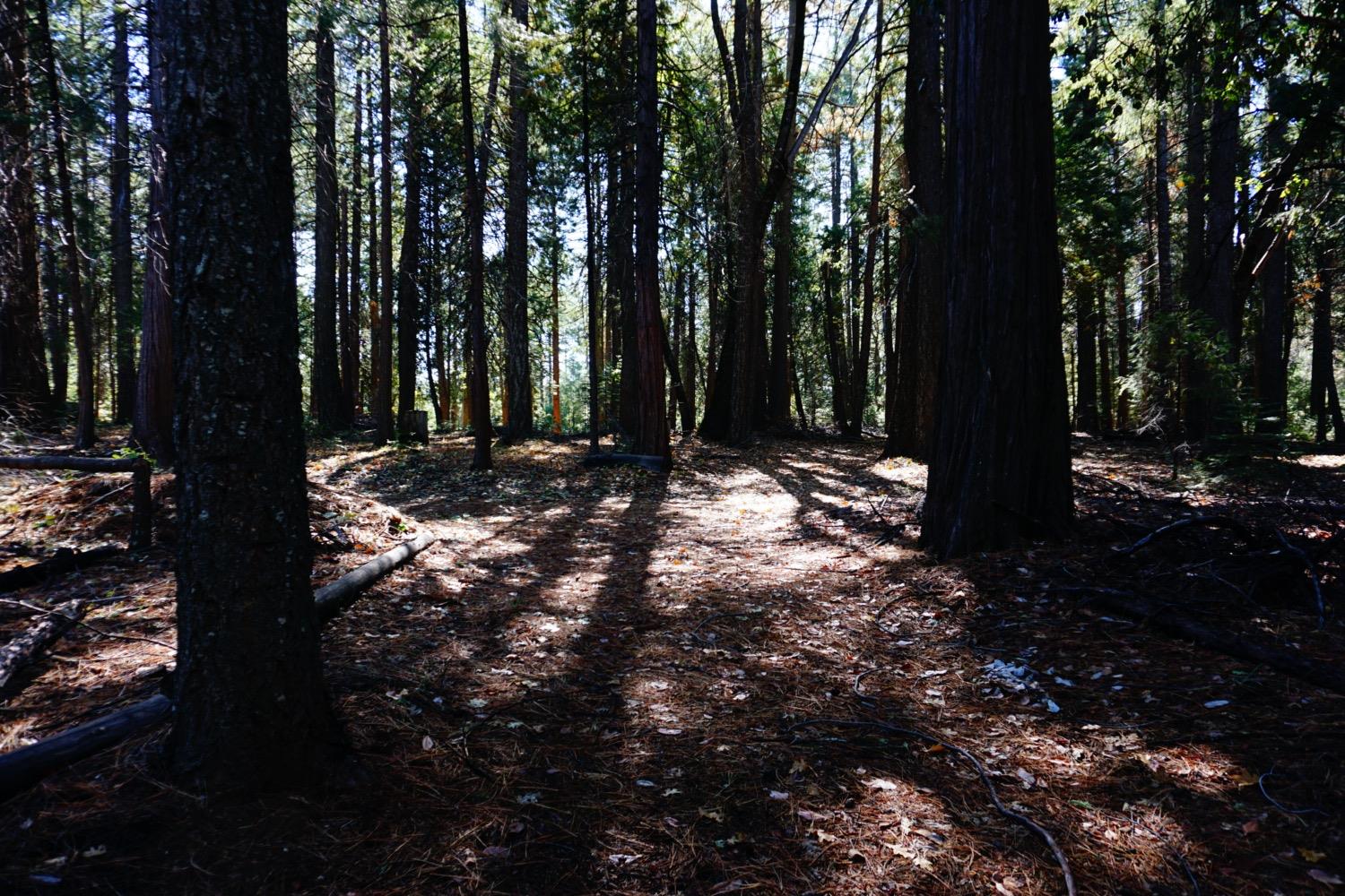 Lightning Tree Road, Nevada City, California image 4