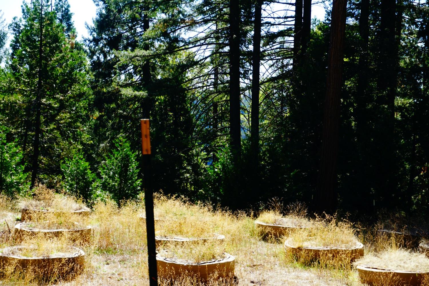 Lightning Tree Road, Nevada City, California image 9