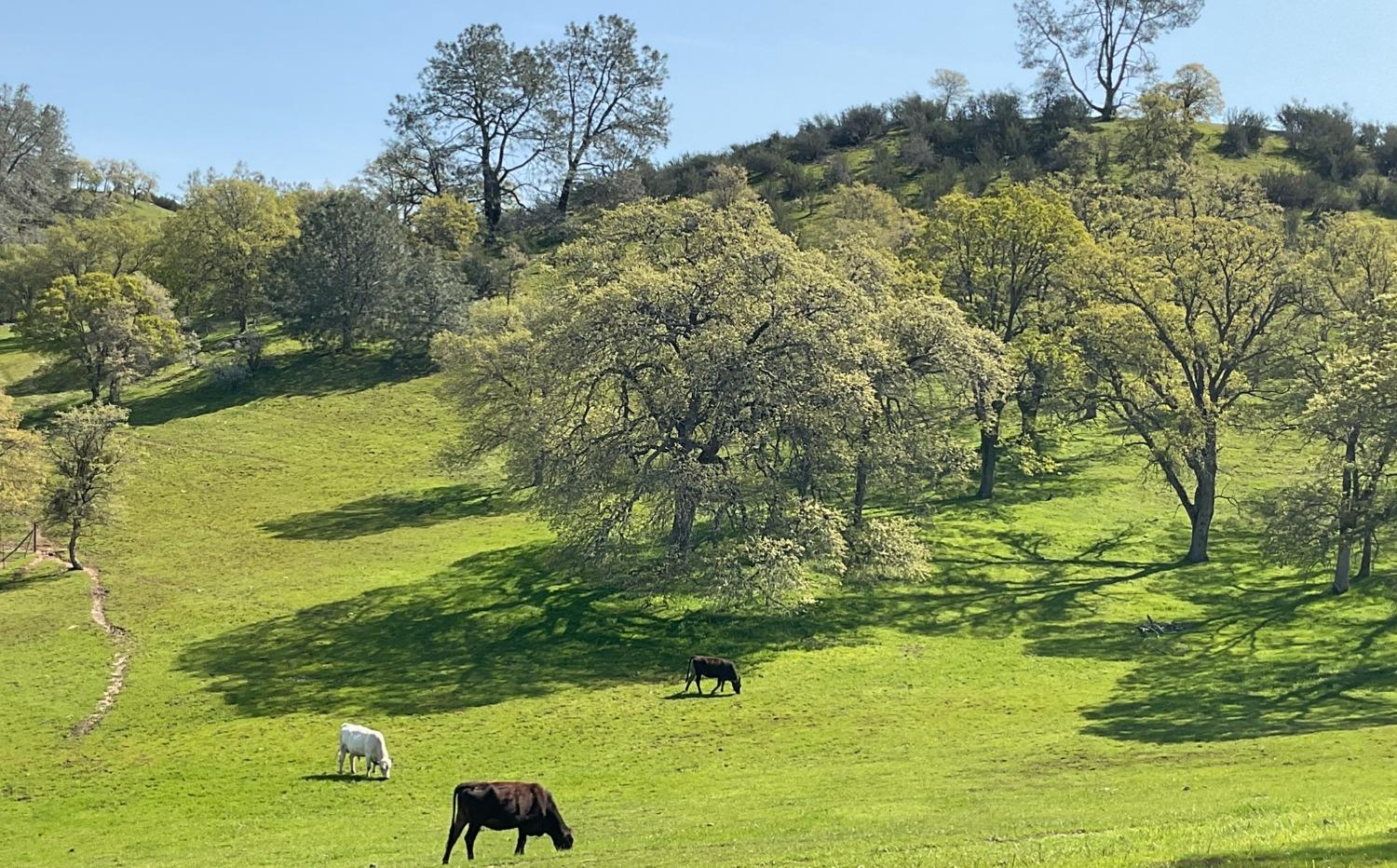 Carmel Road, Burson, California image 15