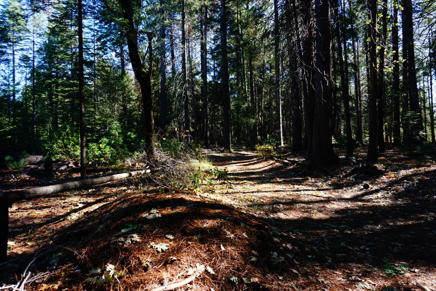 Lightning Tree Road, Nevada City, California image 5