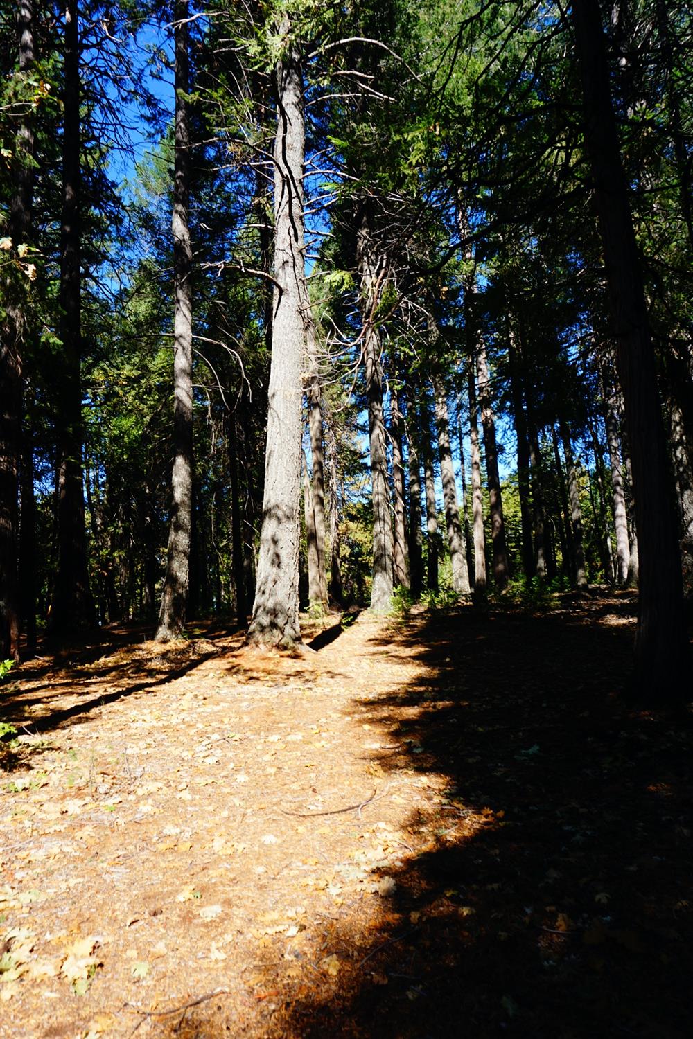 Lightning Tree Road, Nevada City, California image 10