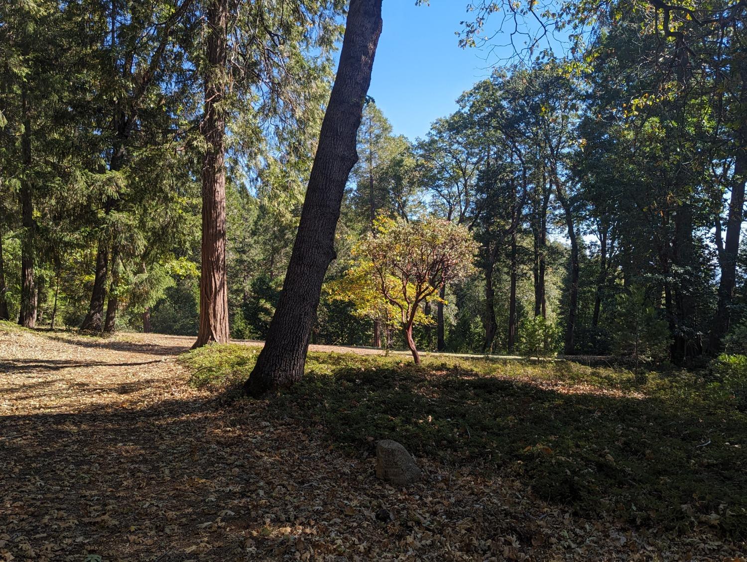 Pegasus Place, Nevada City, California image 6