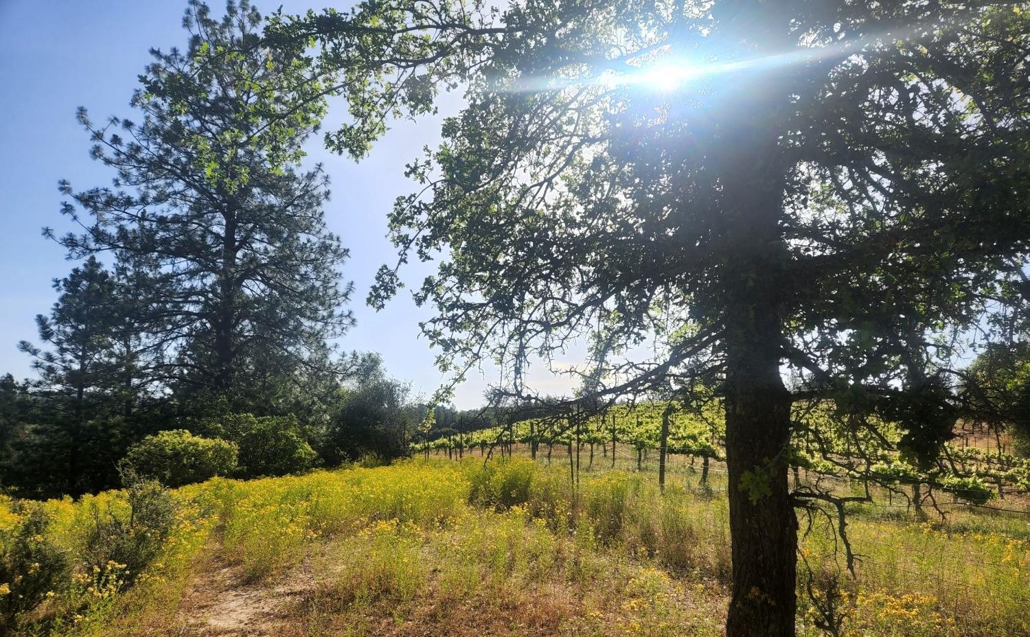 Perry Creek Road #B, Somerset, California image 19