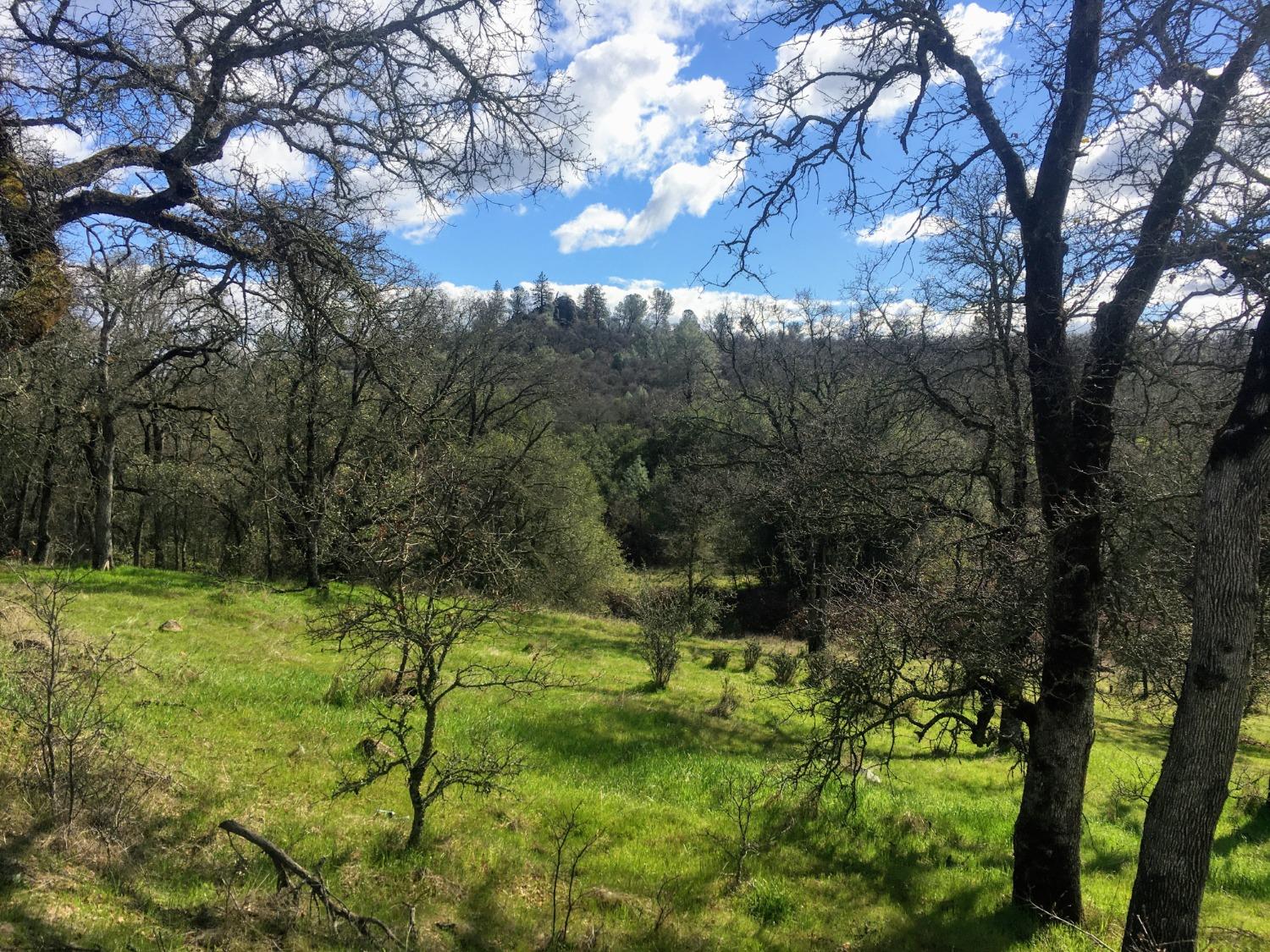 Big Oak Lane, Browns Valley, California image 5