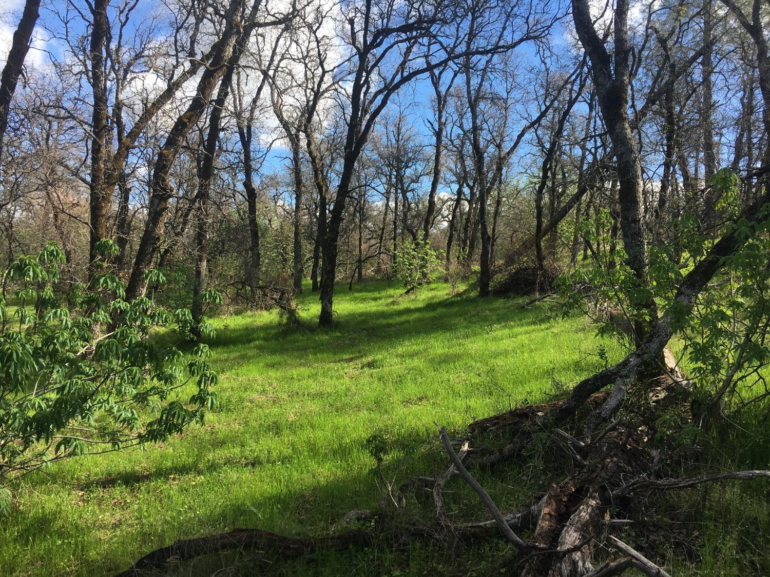 Big Oak Lane, Browns Valley, California image 20