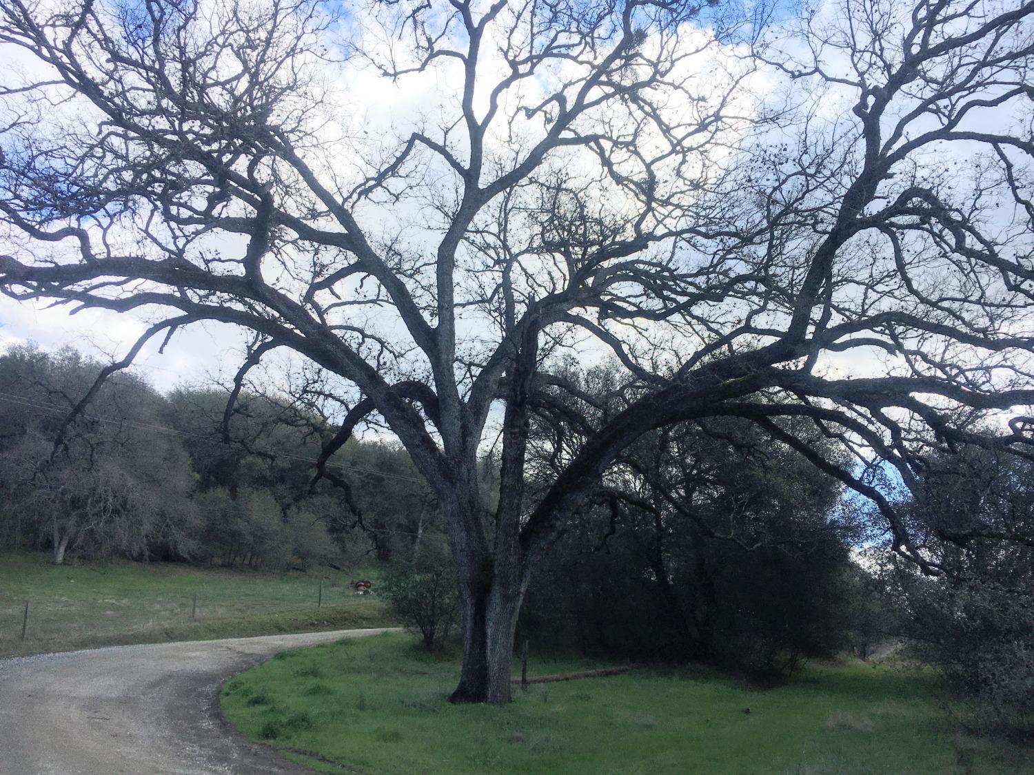 Big Oak Lane, Browns Valley, California image 1