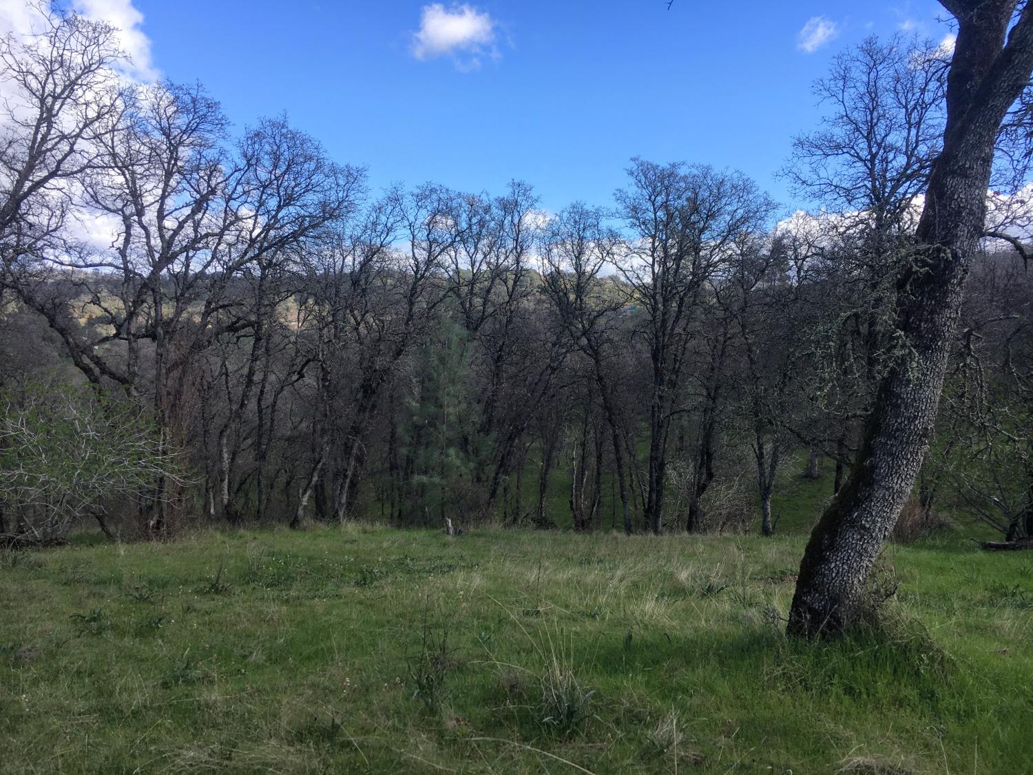 Big Oak Lane, Browns Valley, California image 18