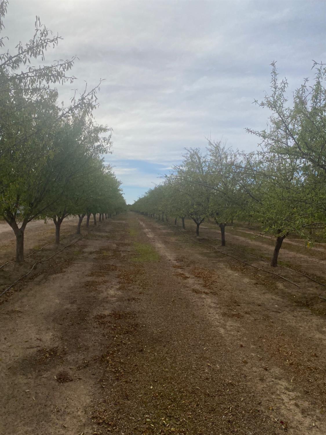 County Road 88, Dunnigan, California image 7