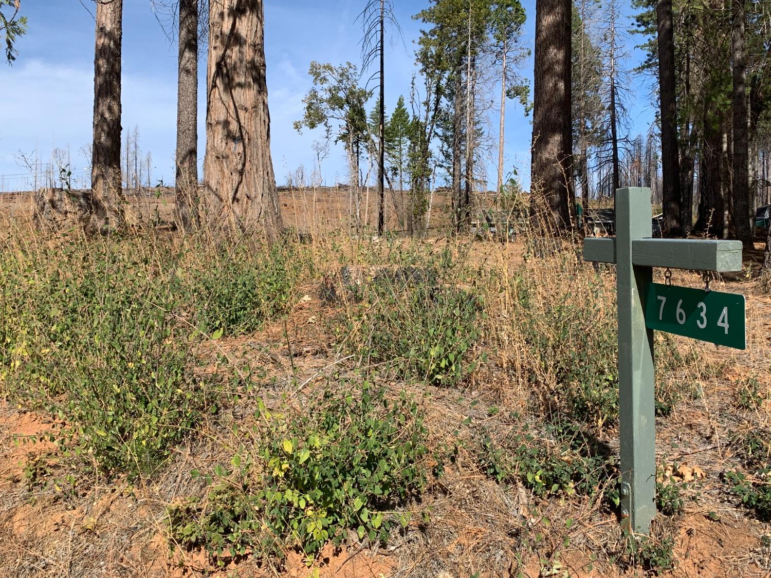 Forest Glen Drive, Grizzly Flats, California image 8