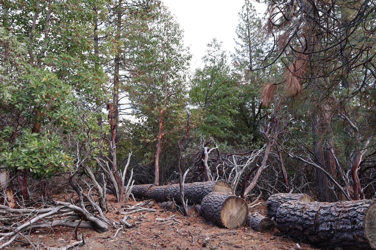 Red Fir Court, Foresthill, California image 9