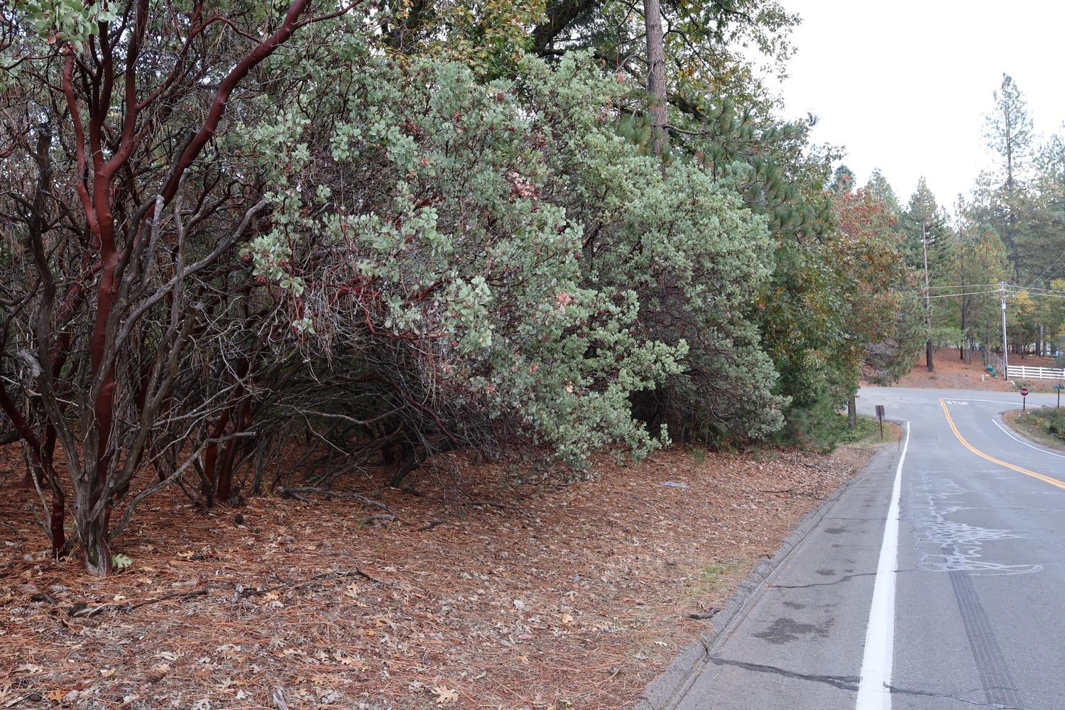 Red Fir Court, Foresthill, California image 8