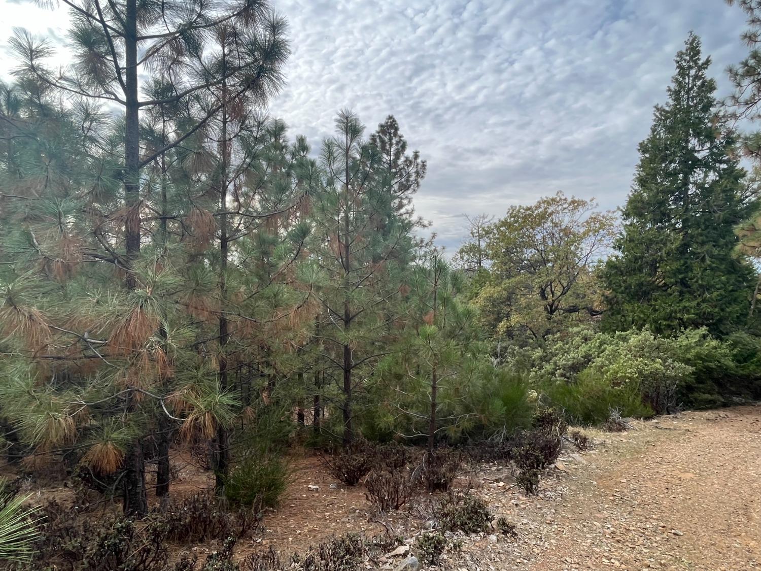 Tank Court, Pine Grove, California image 6