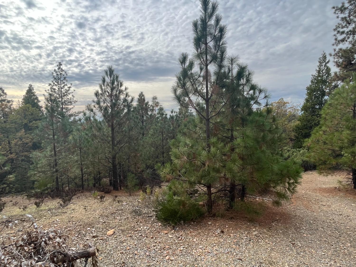 Tank Court, Pine Grove, California image 3