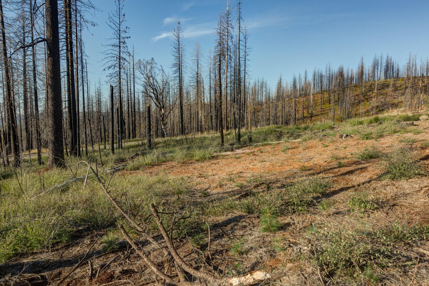 Rollingwood Court, Grizzly Flats, California image 11