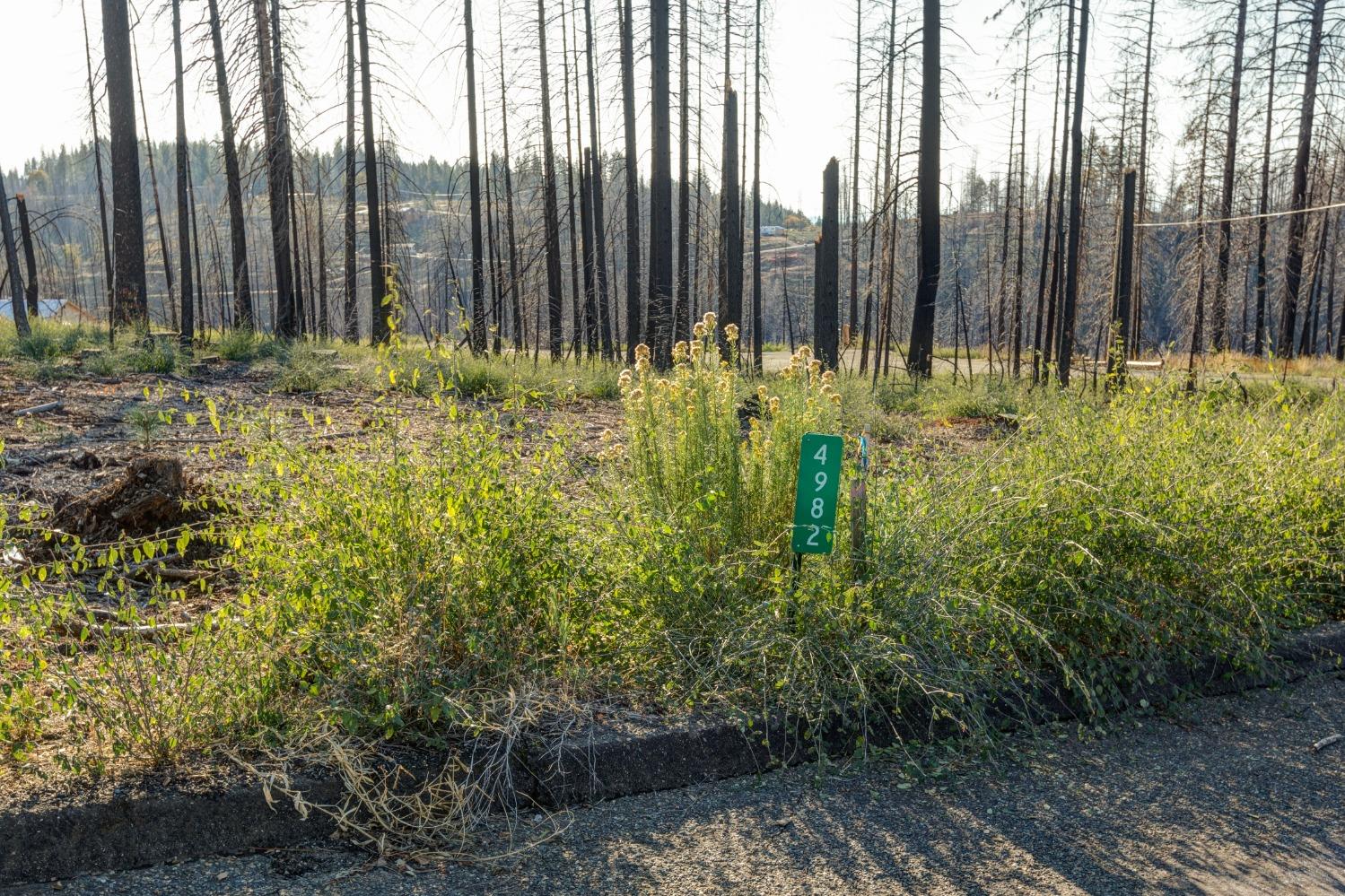 Rollingwood Court, Grizzly Flats, California image 7