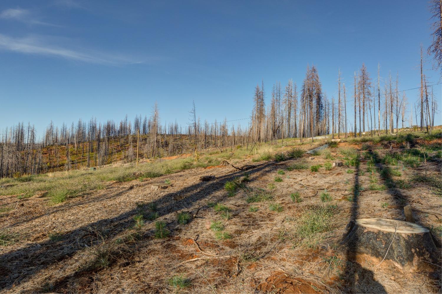 Rollingwood Court, Grizzly Flats, California image 13