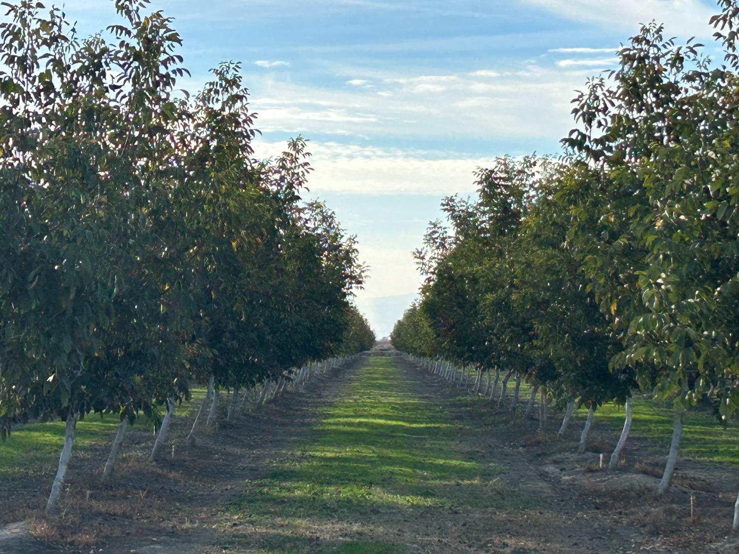 Wilson Ave, Colusa, California image 5